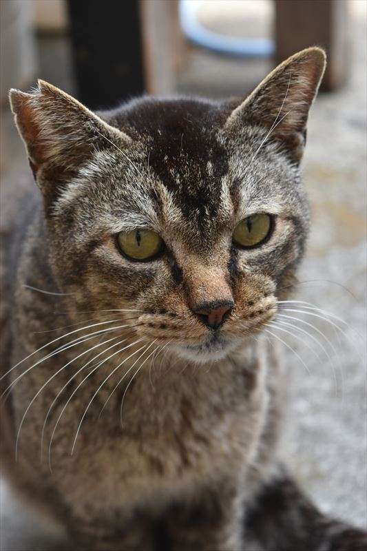 地域猫の見分け方について