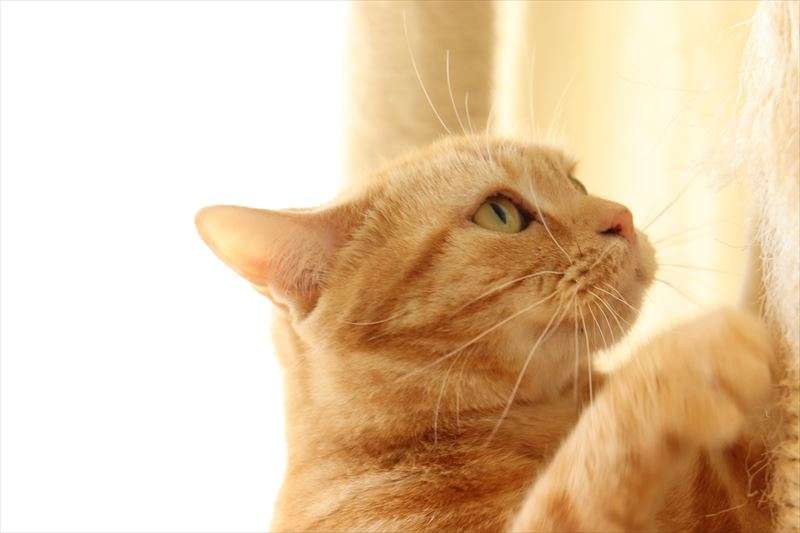 猫用の爪とぎの種類について