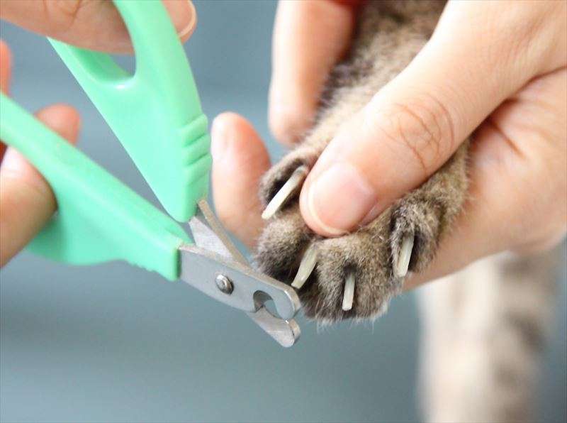 猫の爪とぎ対策について