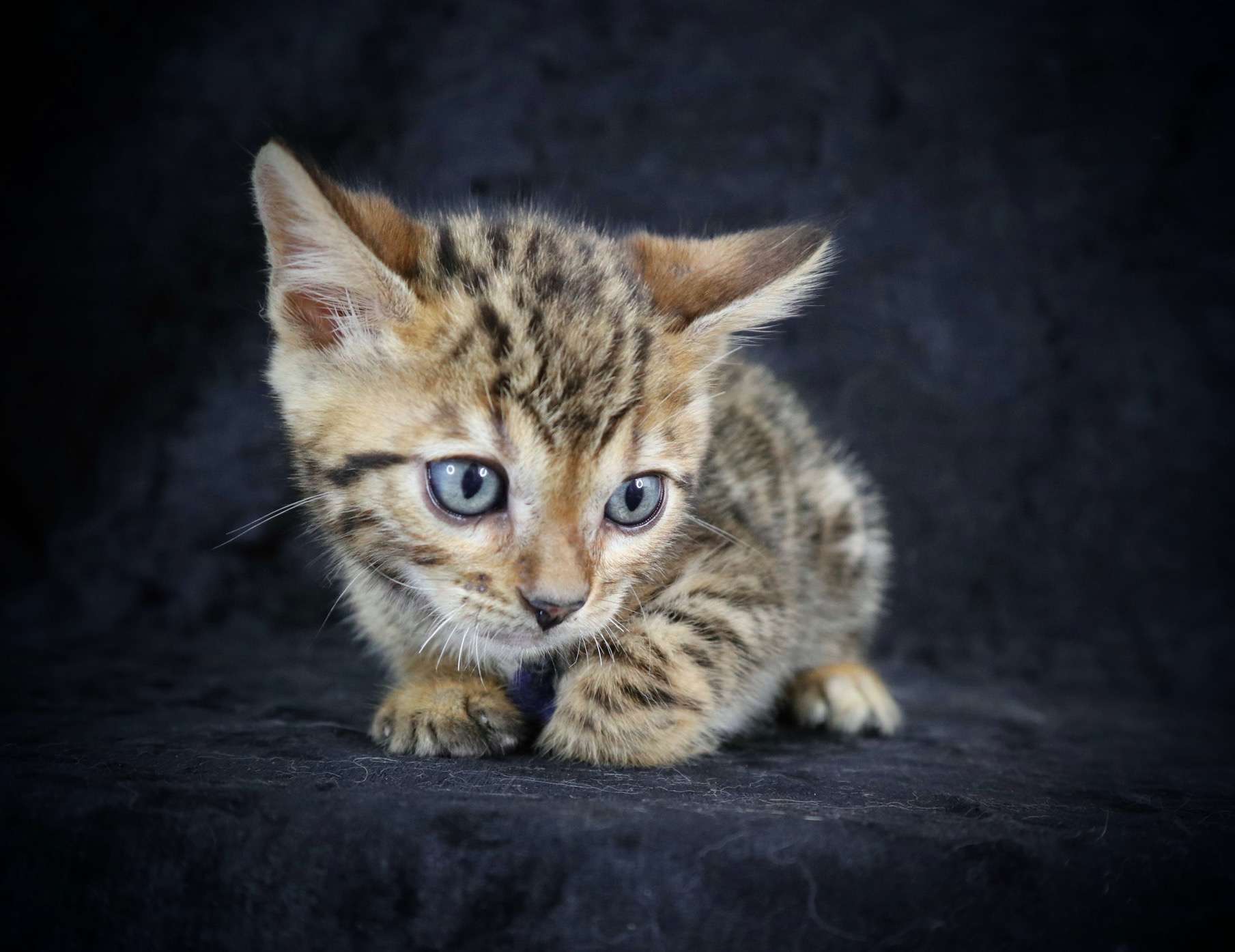 ベンガルお迎え！