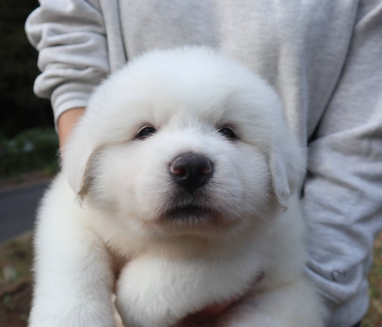 千葉県　グレートピレニーズ　オーナー様　募集中