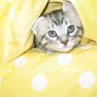 子猫のお迎えの流れ