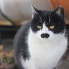 千葉県のブリーダー･CATTERY GLOWの強み