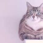 千葉県のブリーダー･CATTERY GLOWの評判