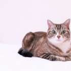 千葉県のブリーダー･CATTERY GLOWの口コミ情報