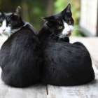 猫を多頭飼いする注意点について