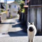 脱走した猫が見つからない時について