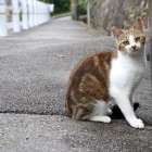 地域猫とは一体どのようなもの？