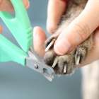 猫の爪とぎ対策について